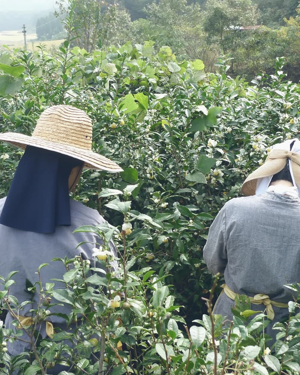 찻잎을 따는 두 수녀의 뒷모습